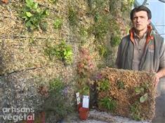Comment faire un mur végétal ?