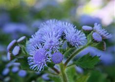 Agératum 'Blue Pearl'