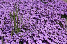 Aubriète hybride 'GracilisKitte Blue'