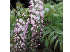 Glycine du japon 'rosea'
