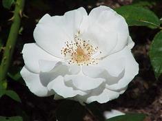 Rosier à fleurs groupées 'Maria Mathilda'
