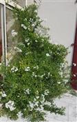Faux Jasmin blanc