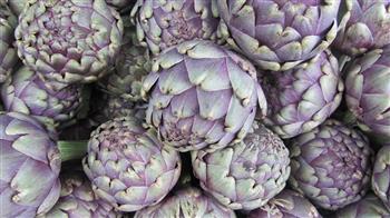 Artichaut violet "Amethyste" F1