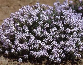 Aethionema