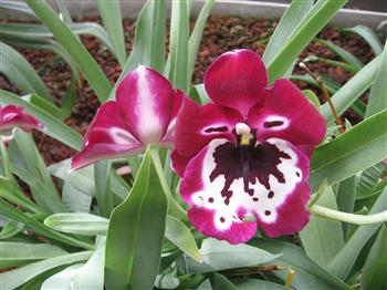 Miltonia, Orchidée pensée